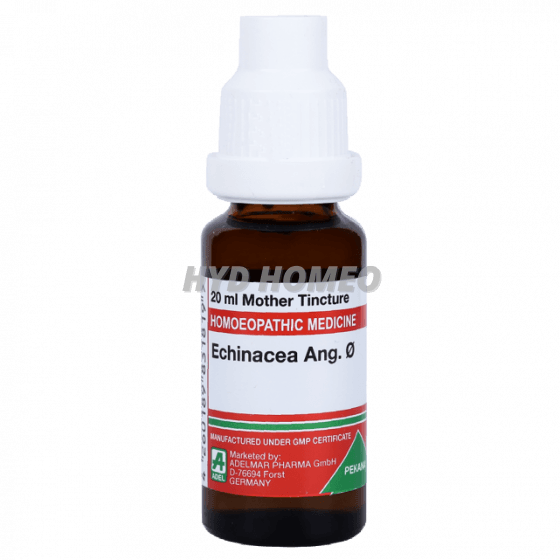 ADEL Echinacea Ang Ø