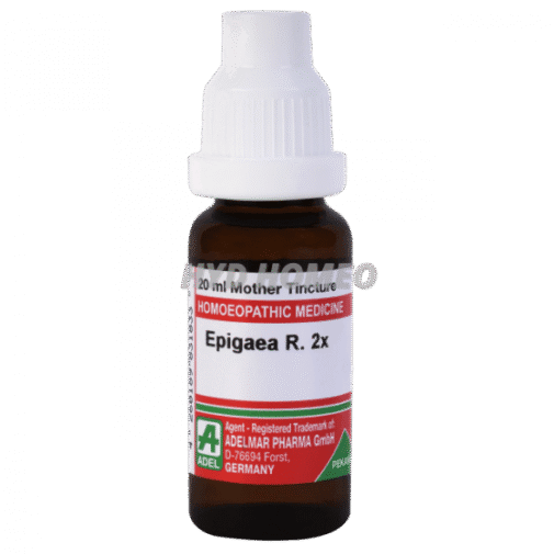 ADEL Epigaea R 2x