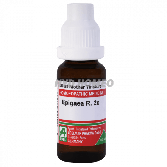 ADEL Epigaea R 2x