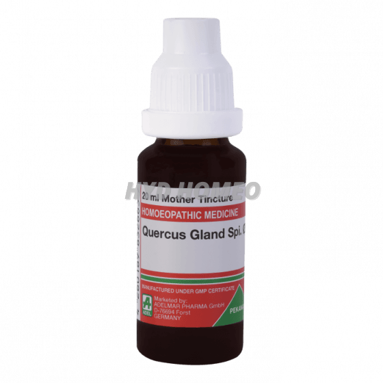 ADEL Quercus Gland Spi Ø