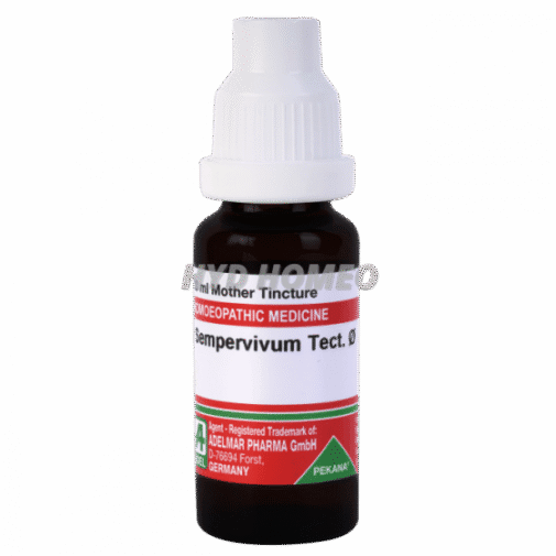 ADEL Sempervivum Tect Ø