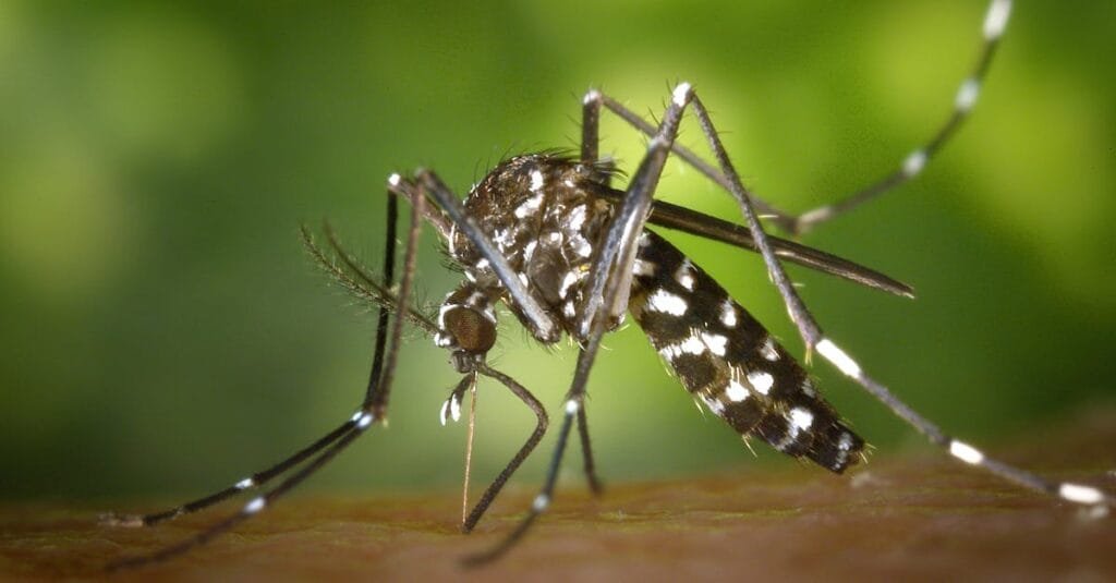 Detailed macro capture of Aedes albopictus mosquito on human skin.